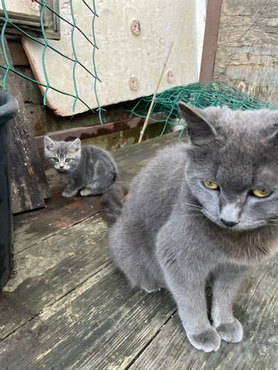 The image depicts two felines in an outdoor setting within Olginka, Russia. In the immediate foreground, a mature grey cat with yellow irises is positioned, facing downwards and slightly to the left, indicating a contemplative or focused posture. Its fur is uniformly grey. Further into the mid-ground, a small grey tabby kitten is seated on a weathered wooden surface, directly observing the viewer with wide, light-colored eyes. The kitten exhibits distinct dark grey stripes across its head and body.

Both animals are situated on a dark, unpainted wooden plank surface, exhibiting signs of wear, moisture, and scattered debris. To the far left, a segment of a black, cylindrical container is visible. The background consists of a light-colored, possibly stucco or concrete wall, adorned with several reddish-brown, circular decorative elements. A green plastic-coated wire mesh fence is partially draped across the upper background, positioned in front of the wall. A dark wooden beam runs horizontally behind the kitten, separating the ground from the wall structure. A slender, light-colored stick is faintly visible vertically in the upper left background. The overall environment suggests an exterior, functional, or semi-rustic area.