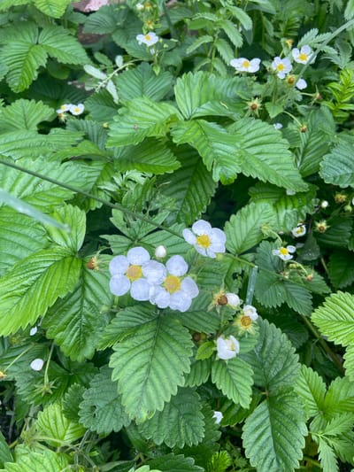The image is a close-up, overhead shot of a patch of wild strawberry plants, likely in a garden or natural setting in Usakly, Russia. The foreground is dominated by large, vibrant green leaves with deeply serrated edges and prominent veins, characteristic of strawberry foliage. Interspersed among the leaves are delicate white flowers, each with five petals and a yellow center. Some of the flowers are in full bloom, while others are buds or have partially wilted petals. Tiny brown underdeveloped fruits are also visible on some stalks. The background is a blur of more green leaves and stems, suggesting a dense growth of the plants. The lighting suggests it is daytime, and the dew drops visible on some of the petals indicate recent moisture, possibly from rain or dew. There are no people or animals visible in the image.