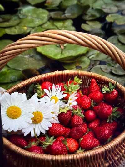 A high-angle, close-up shot captures a wicker basket filled with ripe, red strawberries and several white daisy-like flowers. The woven basket, crafted from light brown material, is positioned diagonally, with its handle forming a prominent curve in the left foreground. The strawberries, many with their green calyxes still attached, appear plump and fresh, varying in size and filling the basket. Several white daisies with bright yellow centers are nestled among the berries, adding a delicate contrast.

The background, softly blurred, reveals an outdoor, natural setting. Dark green, rounded leaves, possibly lily pads or other aquatic plants, float on a dark surface, suggesting a pond or calm body of water. This natural backdrop implies a serene environment.

The image evokes a sense of summer, freshness, and the bounty of nature, possibly a recent harvest or a picnic scene. The natural lighting indicates it is daytime. The setting is Ros Na Rí, Ireland, suggesting a picturesque rural or natural Irish landscape. No visible text is present in the image.