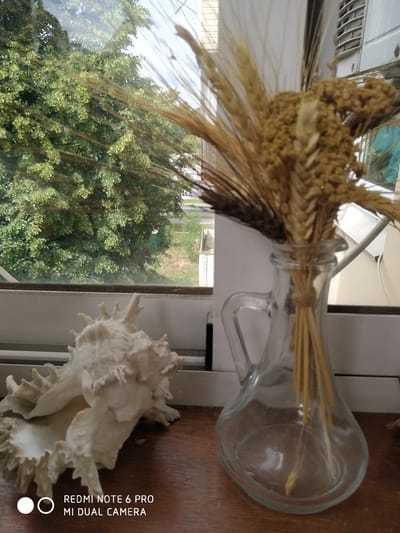 A still life arrangement is positioned on a wooden surface in front of a window. The subjects include a large, white, spiky seashell on the left and a clear glass pitcher containing a bundle of dried wheat and other grains on the right. Through the window, lush green trees and foliage are visible, suggesting an outdoor environment. The setting appears to be indoors, near a window. The bottom of the image displays a watermark that reads "REDMI NOTE 6 PRO MI DUAL CAMERA." The city of Fryazino, Russia, is not directly depicted or inferable from the visual information provided in the image.
