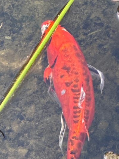 A bright orange koi fish with black markings swims in murky water near a green plant stem. The fish is the primary subject, its scales reflecting the sunlight. The water is shallow, with pebbles and sand visible on the bottom, suggesting a pond or a shallow stream. The scene is natural and serene, with no human presence or man-made structures immediately apparent. The image appears to be taken during daylight hours, likely on a clear day, given the bright colors and the clarity of the water's surface reflections. The location cues, such as the presence of a koi fish and the likely pond setting, are consistent with a park or a garden environment. No text is visible in the image.