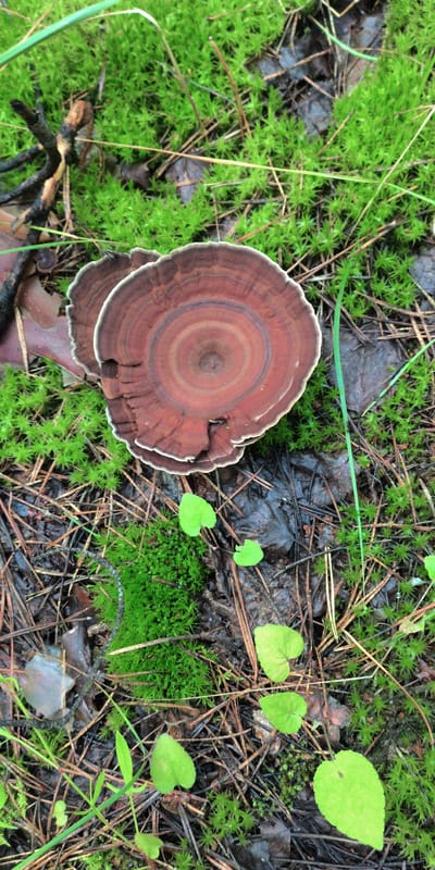 A top-down view captures a brown, layered mushroom on a forest floor. The mushroom's cap displays concentric rings of varying shades of brown and is outlined by a thin white edge. It sits amidst vibrant green moss, fallen pine needles, and a few small, heart-shaped green leaves. The background consists of damp soil and decaying organic matter. The scene is located in the natural environment surrounding Esipovo, Russia. There are no people or animals present in the image.