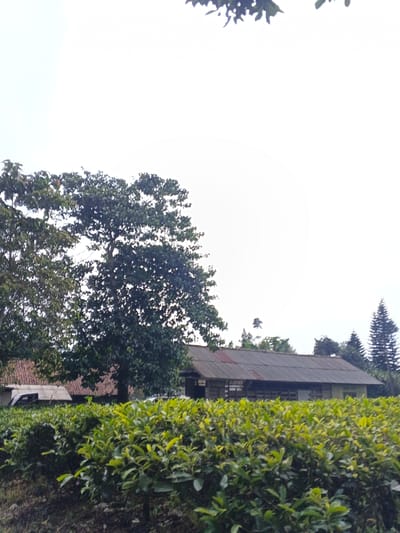 The image captures a tranquil rural scene in Na Sangkham, Laos, characterized by agricultural fields and simple structures under a bright, overcast sky. In the foreground, neat rows of vibrant green bushes, indicative of a tea or coffee plantation, stretch across the lower half of the frame, their leaves appearing fresh and well-maintained.

In the midground, a large, dense green tree stands prominently on the left, partially obscuring a building with a red-tiled roof behind it. To the right of this tree, a long, single-story building with a weathered, corrugated metal roof and wooden siding is visible, suggesting a functional farm structure or dwelling. Further to the right, a tall, slender coniferous tree stands out against the diffused light.

The background is dominated by a uniform, bright white sky, indicating overcast weather and soft, shadowless daylight, likely either morning or afternoon. There are no people visible, and no specific activities are taking place, contributing to the serene and untouched atmosphere of the agricultural landscape. No text is visible in the image.