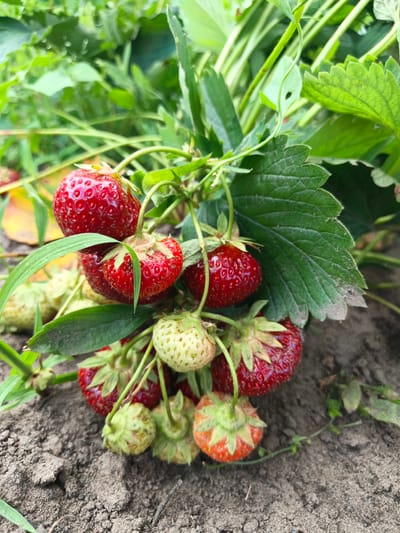 The media file shows a close-up, slightly downward-angled shot of a strawberry plant growing in dark soil. Several strawberries are visible, with a mix of ripe red ones and unripe green ones, some showing hints of orange. The ripe strawberries are a deep red, plump, and have visible seeds on their surface. They are attached to the plant by green stems and calyxes. The plant has large, serrated green leaves, some of which are partially obscuring the fruit. In the background, more greenery is visible, suggesting a garden or field setting. The ground is dry and appears to be soil with some small pebbles and dried leaves. The lighting suggests it is daytime, likely outdoors. There is no text visible in the image. The location is identified as Loseva, Belarus, implying a rural or agricultural setting.