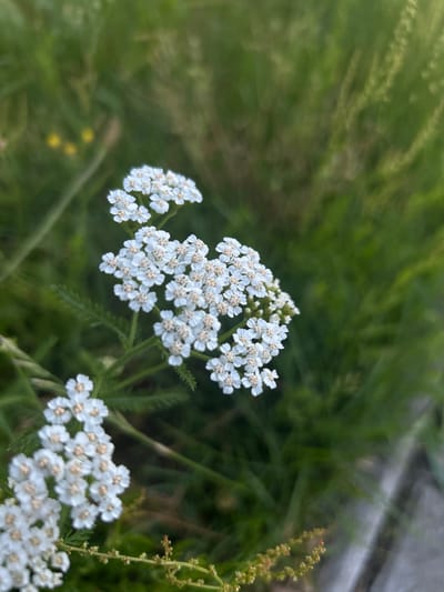 This is a close-up, eye-level, vertical, outdoor shot of a cluster of white yarrow flowers. The flowers are the primary subject, with their delicate, small petals and lighter colored centers, clustered together on thin green stems and feathery green leaves. The background is a soft, green blur of grass, with some out-of-focus yellow elements in the upper left. To the right, a textured, pale gray surface, possibly a wooden plank or concrete, is visible, also out of focus. The lighting suggests a sunny day, with a gentle diffusion of light on the flowers and foliage. The scene appears to be in a natural or semi-natural setting, consistent with a park, garden, or meadow within the city of Środa Wielkopolska, Poland. There are no people or animals present.
