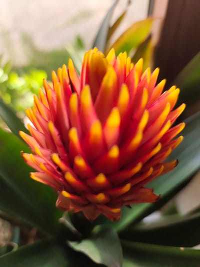 A close-up, shallow depth-of-field photograph captures a vibrant, spiky bromeliad flower. The flower's center is a fiery red, transitioning to bright yellow at the tips of its pointed petals, which are arranged in a dense, circular cluster. Dark green, elongated leaves fan out from the base of the flower, partially obscuring the background. The background is softly blurred, revealing hints of green foliage and a light-colored, indistinct area, suggesting an outdoor setting, possibly a garden or balcony. The lighting is soft and diffused, highlighting the rich colors of the bloom. No people, text, or specific activities are visible. The overall impression is one of natural beauty and botanical detail.