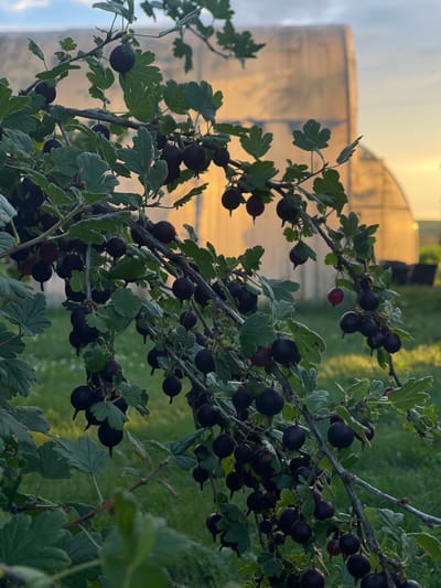 In a garden in Perevoznoe, Russia, a gooseberry bush laden with dark, ripe berries is in the foreground, illuminated by the golden light of a setting sun. The bush's branches are heavily laden with clusters of small, round, dark purple to black berries, with a few reddish-purple ones also visible. Green leaves, some slightly serrated, are scattered among the fruit. In the background, a translucent greenhouse structure is visible, its surface reflecting the warm hues of the sunset. The ground is covered in green grass. The overall scene depicts a harvest-ready gooseberry bush in a rural or semi-rural setting during golden hour.