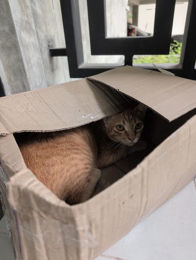 A medium, eye-level shot shows an orange tabby cat sitting inside a brown cardboard box, on a light gray tiled surface outdoors. The box is positioned slightly tilted to the right. The cat is looking up and to the left, out of the box. The cat's head and upper body are visible. Behind the box is a black, square-patterned metal fence. Beyond the fence, a glimpse of greenery is visible. The location is Ko Pha-ngan, Thailand.