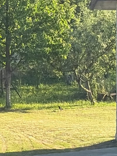 The image shows a sunlit outdoor scene, likely during the day, with a vibrant green lawn on the right and dense trees on the left. The lawn appears to be a field of grass, possibly a meadow or a park, with some subtle textures and shadows suggesting uneven terrain or recent mowing. On the left side, a large tree with lush foliage dominates the frame. Branches of this tree extend into the scene, with some dead branches visible among the green leaves.
In the middle ground, nestled between the trees and the lawn, there is a dark object that appears to be a vehicle, possibly a car or a truck, partially obscured by the vegetation. Further back, another dark, elongated object is visible, which could be another vehicle or a piece of equipment.
A small, dark bird is perched on a branch in the foreground, on the left side of the image. Another dark, bird-like shape is seen in the lower left quadrant, appearing to be in flight or on the ground. The lighting suggests it is daytime, with the sun casting shadows and highlighting the greenery. The overall impression is one of a natural, possibly rural or park-like setting, where nature is intertwined with signs of human activity. There is no visible text in the image.