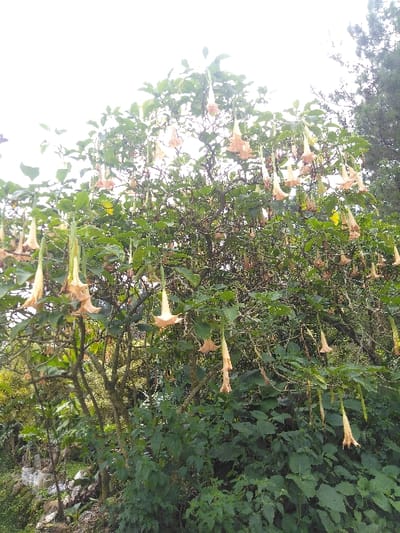 A large Brugmansia (Angel's Trumpet) plant is depicted in an outdoor setting within El Rincón de Monagas, Venezuela. The plant is heavily covered with numerous pendulous, trumpet-shaped flowers, predominantly pale yellow to light peach, interspersed among its dense green foliage. The upper portion of the frame shows an overcast, bright white sky. To the right, the darker green foliage of a taller evergreen tree is partially visible. The lower left foreground contains additional green undergrowth and indistinct lighter-colored ground elements, possibly rocks or exposed earth. No individuals or specific actions are observed within the scene.