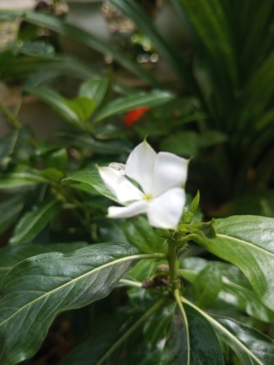 The scene depicts a close-up of a white five-petaled flower, consistent with a periwinkle (Catharanthus roseus), situated outdoors in Neerveli, Sri Lanka. The flower, positioned centrally and in partial focus, features a yellow center and a distinct water droplet resting on one of its petals or an adjacent leaf. It is supported by a green stem with multiple dark green, glossy leaves, some showing prominent venation. The background is out of focus, consisting of dense green foliage, with a blurred red object or flower visible deeper within the greenery. No individuals, overt actions, or interactions are present in the frame.
