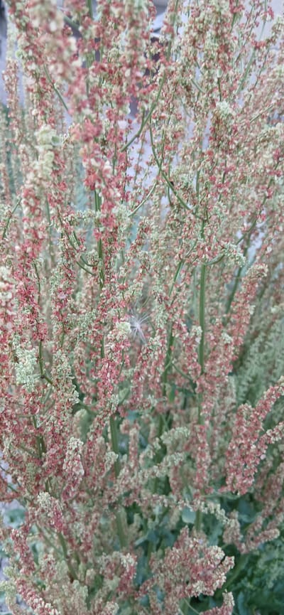 The media file is a close-up, top-down view of a plant with a dense cluster of small, reddish-pink and pale green flowers and seed structures. The plant has numerous thin, green stems branching out, creating a textured, almost bushy appearance. The flowers are tiny and appear to be arranged in elongated clusters or panicles along the stems. Some parts of the plant are in focus, allowing for some detail of the individual floral elements, while other areas are softly blurred, indicating a shallow depth of field. In one area of the image, a delicate, star-shaped white object, possibly a seed head or a small insect, is visible against the background of flowers. The background is mostly out of focus, showing hints of green foliage and a very light, possibly blueish or greyish, area that could be the sky or another distant element. The lighting suggests it is daytime, with soft, diffused light, implying overcast conditions or shade. The overall impression is one of natural detail and intricate plant structure. There is no visible text.