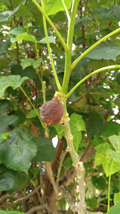 A close-up, eye-level shot shows a single, wrinkled, brown fruit hanging from a thin, green, branching stem. The fruit is approximately 2 centimeters in diameter and appears dried out, with visible texture and indentations on its surface. The stem is positioned vertically in the center of the frame, with multiple smaller branches extending from it, some of which have small, brown buds. The background is a blur of lush, green leaves, suggesting an outdoor environment, likely a garden or natural setting in Tanjong Krueng, Indonesia. The lighting is natural and diffused, casting soft shadows and highlighting the details of the fruit and stem.