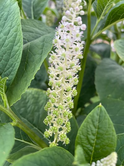 A close-up, eye-level shot focuses on a tall, slender inflorescence of small, pale pink and white flowers with green buds, resembling a spike. The flowers are arranged densely along the stem, with some opening at the top and others still developing as small, round buds at the bottom. The plant is surrounded by large, deep green leaves, some in sharp focus and others blurred in the background, indicating a naturalistic setting. The overall impression is one of lush greenery and delicate floral growth. The image does not contain any identifying features that would place it in a specific location within the city of Jelgava, Latvia, or any other specific geographical location.
