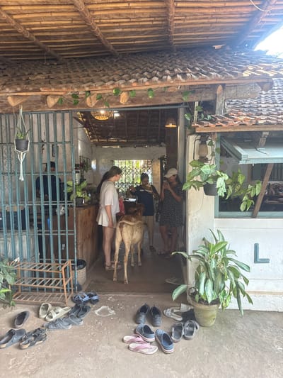 The image depicts an outdoor-to-indoor transition area of a building in Kolamb, India, characterized by rustic architecture with a prominent tiled and beamed roof. Bright daylight illuminates the concrete ground outside the wide timber-beamed entrance, where numerous removed footwear (sandals, flip-flops, shoes) are scattered. A rusty three-tier metal shoe rack is positioned on the left. Potted plants include a large green one in a terracotta pot on the right and a smaller one in a macrame hanger on the left. An antique-style lantern hangs on the white wall to the right, which also bears partial letters: "L" followed by another letter.

Inside, the dimly lit interior reveals white walls, wooden ceiling beams, and two woven pendant lights. A metal-barred screen on the far left leads to an inner space where a uniformed staff member is partially visible behind a counter. Further inside, a metal accordion-style gate is present.

A light-brown calf stands centrally at the entrance, facing inward with its rear to the viewer. To its left, a light-skinned woman in a white t-shirt and mini-skirt stands behind it, also facing inward. Another individual in a dark blue top is partially obscured behind the calf, appearing to interact inside the threshold. To the calf's right, a woman in a dark patterned dress and light baseball cap holds a smartphone, seemingly taking a photo or video of the calf and interior. Further right, another woman in a dark patterned dress observes the activity. The removed footwear outside suggests a custom of taking shoes off before entering.