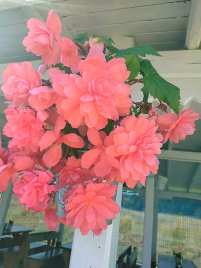 The image shows a close-up of a cluster of bright pink begonia flowers, possibly in a hanging basket. The flowers are in various stages of bloom, with some fully open and others still developing buds. The petals are ruffled and delicate, and the overall impression is one of vibrant life and color. The background is slightly blurred, but appears to be an outdoor setting with white wooden beams of a porch or awning overhead. Some greenery from the plant is visible, along with a glimpse of what might be an outdoor seating area with tables and chairs. The overall mood of the image is cheerful and summery.
