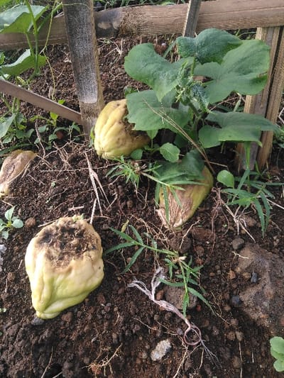 The image depicts a ground-level view within a cultivated patch in Røros, Norway. Three primary fruits, consistent with chayote (Sechium edule), are visible, ranging from light green to pale yellow. Each fruit exhibits advanced stages of decay, characterized by extensive dark brown to black necrotic tissue, particularly on their upper surfaces. One fruit is prominently positioned in the lower-left, another near the center-right partially beneath a plant, and a third partially visible in the far-left background. A green plant with broad, lobed leaves, likely the parent vine, grows upwards in the upper-right and central frame, supported by a vertical dark wooden or bamboo stake and a horizontal cross-piece in the center-left. The immediate ground consists of dark brown, clumpy soil, interspersed with sparse green herbaceous growth and dried organic matter.