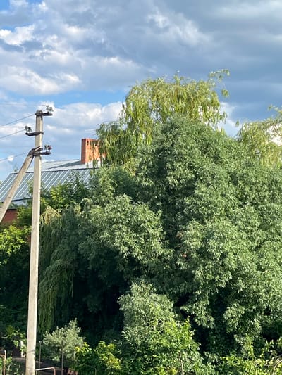 The image shows a cloudy sky with a large, dense tree in the foreground. A red brick chimney is visible above a metal roof, suggesting a residential area. A power pole with insulators stands in front of the tree and roof, with wires running across the frame. The scene appears to be outdoors, possibly in a suburban or rural setting in Prigorodny, Russia, given the context. The lighting suggests it is daytime, though the clouds obscure direct sunlight. There is no discernible activity or event taking place, and no visible text.