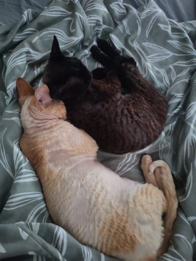 Two cats are sleeping on a bed with a green duvet cover featuring a white leaf pattern. The cat in the foreground is a ginger-colored Devon Rex, lying on its side facing away from the camera. Its fur appears somewhat sparse and curly. Behind and slightly to the right of the ginger cat is a dark brown or black cat, possibly also a Devon Rex given its curly fur, curled up in a ball. The room appears to be a bedroom, and the scene is static with no active interactions. The location is not specified in the image.