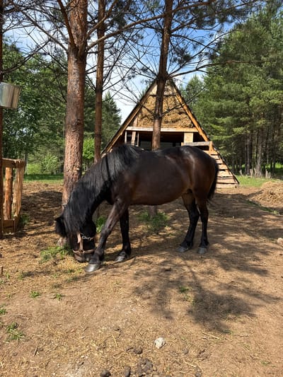 The image depicts a dark-colored horse with a black mane grazing in an outdoor area. The horse is wearing a halter. In the background, there is a rustic, A-frame wooden structure resembling a small building or shelter, partially covered with hay. Surrounding the area are pine trees and green foliage, suggesting a rural or wooded setting. The ground is a mixture of dirt and dry straw or hay. To the left, a wooden fence or enclosure and a metal bucket are visible. The overall scene appears to be a stable or paddock area in a forested environment, possibly on the outskirts of the city of Golyanovo, Russia, given the context. The lighting indicates it is daytime, with sunlight casting shadows.