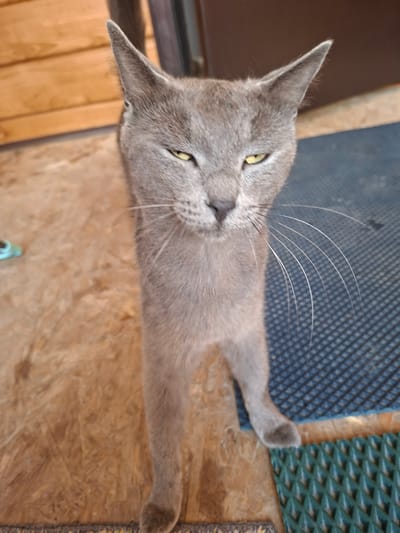 An eye-level, medium shot captures a Russian Blue cat with yellow eyes, standing on a wooden floor and a blue mat in Pallasovskaya Kompressornaya Stantsiya, Russia. The cat faces the camera, its body angled slightly to the right, with its tail out of frame. Its fur is a light gray, and its whiskers are long and prominent. The background consists of a wooden wall to the left and a dark wall or doorframe to the right. A blue mat with a grid pattern covers the floor in front of the cat, and a green mat with a diamond pattern is visible on the right. The lighting is bright, casting subtle shadows. The scene appears to be an outdoor or semi-outdoor setting, possibly a porch or a sheltered area. There are no other living beings or objects of notable significance in the frame besides the cat.