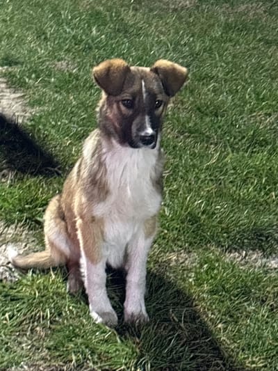 An image captured in Frătești, Romania, depicts a young canine, breed indeterminate, seated upright on a vibrant green grass surface. The dog's coat is multi-toned, featuring primary tan and light brown fur with distinctive white markings on its chest, belly, and paws. Its face presents a dark muzzle with a prominent white blaze extending from the forehead down the bridge of the nose. Darker patches surround the eyes, and its ears are brown and rounded, perked upwards. The animal is positioned centrally within the frame, oriented with its body slightly angled to the viewer's right, and its head turned to face forward, directly observing the camera's position. Strong ambient lighting is evident, casting a dark, indistinct shadow on the grass to the immediate left of the dog, and the dog itself casts a shadow to its lower right. The background consists entirely of green turf; no other objects, structures, or individuals are present.