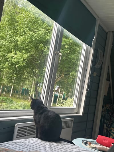 A black cat sits on a striped mattress, facing a large window that overlooks a dense green forest. The window has a white frame and a metal handle. A blue roller blind is partially lowered from the top of the window. To the left of the cat, on the windowsill, is a white electric heater. The room's walls are paneled in a dark blue wood. On a small table to the right, there is a red JBL speaker and other miscellaneous items. The scene appears to be in a rustic setting, possibly a dacha or cabin, in the village of Гамма Снт, Russia.
