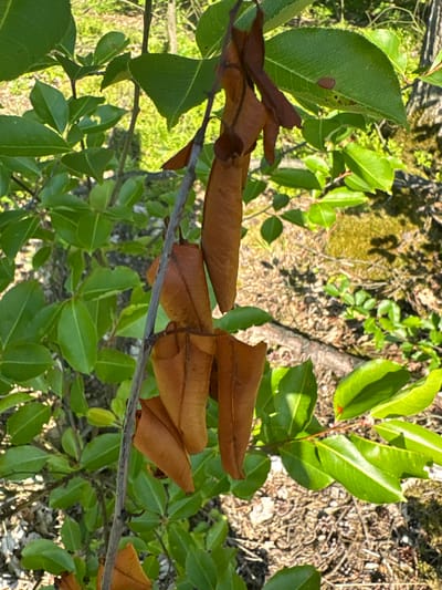 The image is a close-up shot of a plant with vibrant green leaves and a cluster of dry, brown leaves hanging from a thin branch. The background consists of more greenery and the ground, which is covered in dry leaves, twigs, and some patches of moss. Sunlight filters through the leaves, creating dappled shadows. The setting appears to be outdoors, likely in a park or natural area. There are no people or animals visible in the image. The overall impression is one of natural growth and the cycle of seasons, with new life represented by the green leaves and the remnants of a previous season by the dry ones.