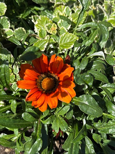 This media file shows a close-up, overhead view of a single, vibrant orange Gazania flower in full bloom. The flower is the central subject, with its petals unfurling outwards from a dark, textured center. The petals are a rich orange, some showing darker, almost reddish-brown markings near the base. Sunlight casts distinct shadows across the flower's surface, highlighting its delicate texture and the way the petals overlap.

The flower is surrounded by a dense bed of green foliage. Some of the leaves are a deep, glossy green, while others, particularly in the background and to the left, have a variegated pattern of green and white, suggesting a different type of plant mixed in. The leaves are varied in shape and size, some broad and elongated, others smaller and more rounded, creating a textured backdrop for the prominent flower. The overall impression is one of lush, sun-drenched greenery.

The lighting suggests it is a sunny day, likely daytime given the bright illumination and strong shadows. There are no people visible in the frame, and the focus is entirely on the natural elements. The setting appears to be a garden or a landscaped area, possibly a flower bed. There is no visible text in the image. The location context provided is Rathenow, Germany. The scene evokes a feeling of natural beauty and the vibrancy of summer or late spring.