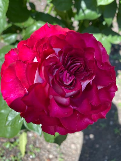 The image shows a close-up of a vibrant red rose with white edges on some of its petals. The rose is in full bloom, with many layers of petals. It appears to be outdoors, with green foliage and a blurred background that suggests a garden setting. There is a small insect on the top right petal of the rose. The image does not contain any information about Kisliakovskaya, Russia.