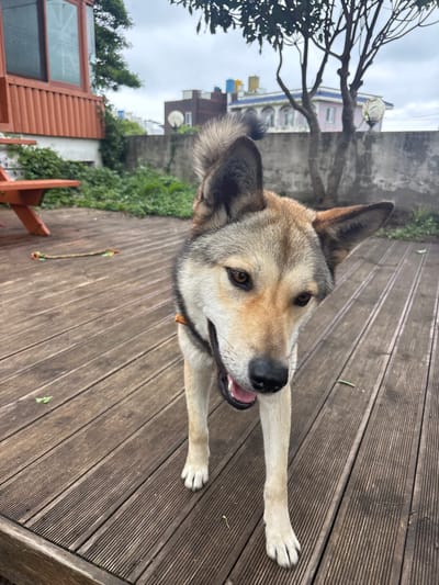 A medium-sized dog with tan and grey fur stands on a wooden deck outside a building with a red exterior and a large window. The dog is facing the camera with its mouth slightly open and tongue visible. In the background, a concrete wall, a tree, and houses can be seen under a cloudy sky. A colorful rope toy lies on the deck to the left of the dog. The scene appears to be in an outdoor residential area.