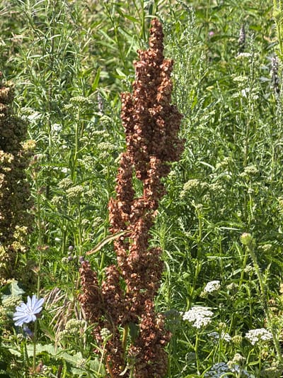 The image depicts a close-up view of a patch of wild vegetation, likely in a meadow or field. The dominant feature is a tall, slender, reddish-brown plant with numerous small, dried seed pods clustered along its stalk, resembling a dried flower spike. To the left of this central plant, there are clusters of lighter green, dried seed heads. In the lower left corner, a single, delicate, pale blue flower with thin petals stands out against the green foliage. Various other green plants with fine leaves and smaller white flower clusters are visible throughout the scene, creating a dense, natural environment. The lighting suggests it is daytime, with bright sunlight illuminating the plants. There are no people or man-made objects visible in the frame. The image appears to be taken at ground level, looking upwards into the vegetation. This scene is located in the city of New Kremenkul', Russia.