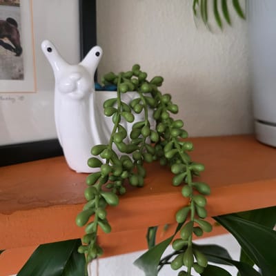 This is a close-up, eye-level, indoor shot of a faux string of pearls succulent plant spilling out of a white ceramic llama planter. The planter is positioned on an orange shelf. To the left of the planter is a framed picture with a horse in motion and the inscription "Maeby '18." The background is a textured off-white wall. The lighting is soft and even. The scene is a still life. The location is the city of Beaverton, United States of America.