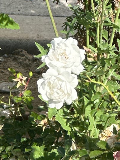 The image shows two white roses in full bloom, with dense green foliage. The roses are the primary subject, positioned towards the left side of the frame and illuminated by natural light. The background consists of a textured, greyish surface that appears to be pavement or stone, and some dark soil or dirt. The overall environment suggests an outdoor setting, likely a garden or a public space. There are no people or any discernible actions or interactions depicted. The image captures a moment of natural beauty, focusing on the delicate structure of the flowers and the vibrant green of the surrounding plant life. It is not possible to determine the location in the city of Voluyak, Bulgaria from the visual information alone.
