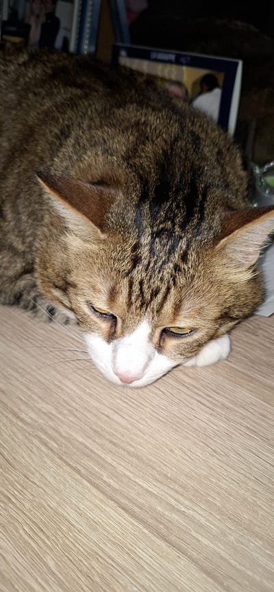 A close-up, eye-level shot shows a tabby cat with brown and black stripes and a white chest and muzzle. The cat is lying down with its head resting on a light brown wooden surface, appearing to be asleep or drowsy. Its eyes are partially closed with a yellow-green hue. The background is dark and blurred, with hints of books or binders on a shelf, suggesting an indoor setting. No specific location in Aubagne, France, can be determined from the visual information.