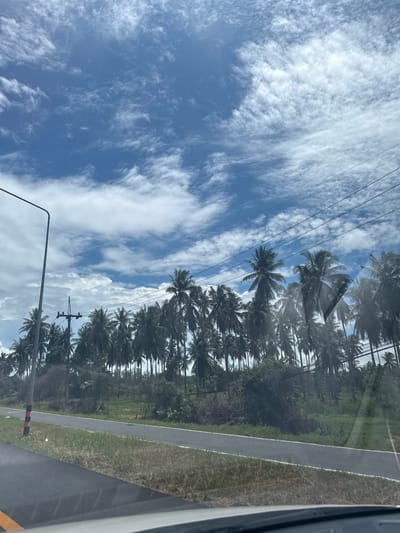 The image captures a road lined with numerous palm trees, likely coconut palms, stretching into the distance. The scene is set against a bright blue sky filled with wispy white clouds, suggesting fair weather and a sunny day. Power lines are visible running parallel to the road, with a utility pole also present. The road itself appears to be paved with a dark surface and has a white line marking its edge. Adjacent to the road is a grassy shoulder. The perspective suggests the photo was taken from inside a vehicle, possibly looking out the window. The dense foliage of the palm trees and the clear sky evoke a tropical atmosphere. The image is oriented vertically, with the sky occupying the left portion and the road and trees on the right. There is no visible text in the image.