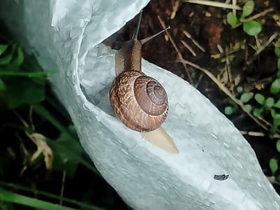 A brown snail with a patterned shell is on a white woven material in an outdoor environment. The snail is positioned towards the right side of the image, with its head extended and antennae visible. The white material appears to be a bag, with folds and texture. In the background, out-of-focus greenery and dark soil with some dry twigs are visible. The lighting suggests it is daytime. The scene is located in Дзешчанскі сельскі Савет, Belarus.