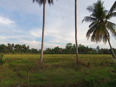 The image shows a rural landscape in Buketteukuh, Indonesia, under a partly cloudy sky. In the foreground, tall grass and some smaller plants are visible, with the trunks of two palm trees framing the center of the scene. A third, larger palm tree is on the right, its fronds extending into the upper right corner. Beyond the foreground, a vast, green field, likely a rice paddy, stretches towards a dense line of palm trees and other vegetation in the middle ground. A few small structures, possibly houses, are visible nestled within this treeline. The background consists of more trees and a gentle hill. A single person is faintly visible walking in the middle distance across the field, and two small dark shapes, possibly birds, are present in the sky.