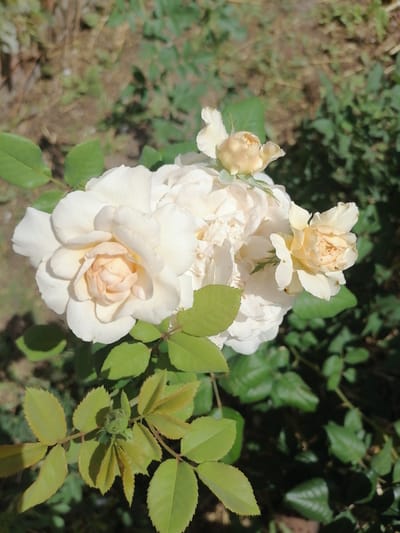 A close-up, overhead shot captures a cluster of white and cream-colored roses in bloom, some fully open and others budding. The flowers are illuminated by natural sunlight, creating soft shadows and highlights. The roses are situated amidst lush green foliage and the hint of dry earth in the background. The image appears to be taken outdoors in a garden setting.