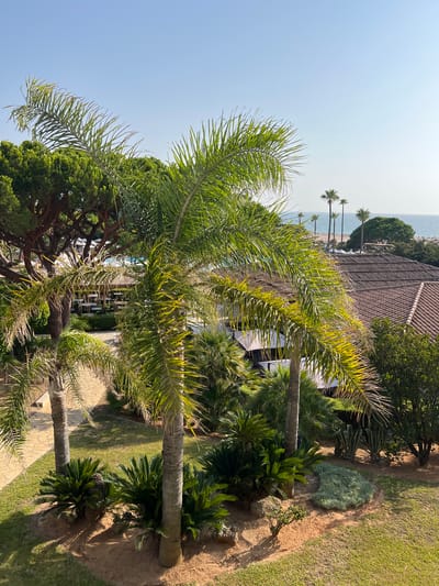 A bright, clear day is depicted in an outdoor scene in La Barrosa, Spain. The foreground is dominated by lush green palm trees and smaller, shrub-like plants. A paved pathway winds through the vegetation. Beyond the immediate greenery, there are buildings with tiled and thatched roofs, suggesting a resort or residential area. In the distance, a body of water, likely the ocean, is visible under a clear blue sky, with a sandy beach and more palm trees along the coastline. There are no people visible in the image.