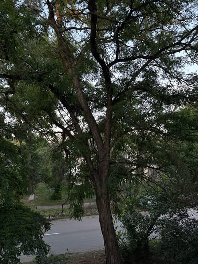 The image depicts a tree-lined street in Vishnevetskiy, Russia. A large tree with dark bark and numerous branches dominates the foreground, with its foliage obscuring much of the sky. The branches are dense with green leaves, creating a dappled light effect. In the background, a paved road runs horizontally across the scene, bordered by a grassy verge and more trees. A white line is visible on the road, indicating a lane marking. A manhole cover is present on the grassy verge. The overall impression is one of a quiet, somewhat overgrown urban environment. There are no people visible in the image.