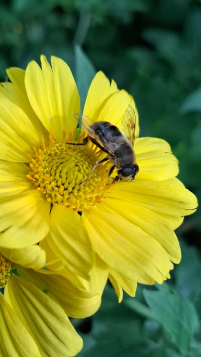 A close-up, high-angle shot shows a hoverfly resting on a bright yellow flower. The hoverfly is a dark, segmented insect with translucent wings and appears to be actively feeding on the flower's center, which is filled with numerous small, yellow stamen. The flower has several large, vibrant yellow petals that extend outwards. The background is a blur of deep green foliage, suggesting an outdoor natural environment, likely a garden or park within the city of Шұбарсу, Kazakhstan. The lighting is natural and highlights the details of the hoverfly and the flower.
