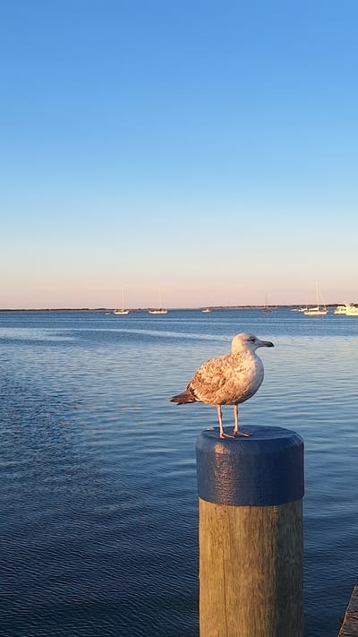 A vertical, medium shot captures a seagull perched on a wooden post capped with a blue protective cover. The seagull is positioned in the center of the frame, facing to the right, with its body angled slightly towards the viewer. Its feathers are mottled brown and white, and its beak is pointed. The wooden post is weathered and shows distinct grain patterns, bathed in warm, golden light, suggesting it is late afternoon or early morning. The post is situated on the edge of calm, blue water, which fills the lower half of the image. The water's surface reflects the clear, pale blue sky and has subtle ripple patterns.
In the background, a distant horizon is visible, marked by a thin line of land. A fleet of sailboats with white sails dot the water, appearing small and serene. The sky above is a gradient of light blue, transitioning to a paler hue near the horizon. The scene appears to be a tranquil waterfront setting, possibly a harbor or bay. The image is devoid of human presence. The location is identified as Nantucket, United States of America, suggesting a coastal environment.