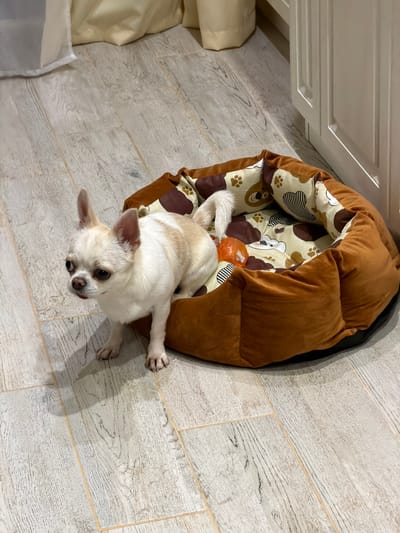 A cream and tan Chihuahua stands with its front paws in a round, brown dog bed with a patterned interior, on a light wood-look tile floor. An orange dog toy is visible inside the bed. The dog bed is situated in what appears to be an indoor setting, with beige curtains visible in the background and white cabinet doors to the right. The lighting is warm and appears to be artificial. The location is identified as Semiluki, Russia.