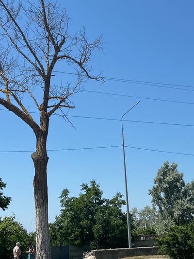 The image depicts an outdoor scene, likely in a residential or park area, under a clear blue sky. In the foreground, the gnarled branches of a large, bare tree dominate the frame, suggesting either winter or a deciduous tree in its dormant phase. Several power lines stretch across the sky above the tree.
A streetlamp on a pole extends diagonally from the upper right towards the center of the image. Further in the background, a dense canopy of green trees creates a stark contrast with the bare branches of the foreground tree. On the right side of the image, a wall or fence separates the greenery from what appears to be a paved area, where two individuals are partially visible. One person, wearing a light-colored hat, is seen from the side, and another person is also visible nearby.
The lighting suggests it is daytime, with the sun high in the sky. The clear sky indicates fair weather. The presence of power lines and a streetlamp points towards an urban or suburban setting. The overall impression is a slightly bleak but peaceful daytime scene, with the juxtaposition of bare and leafy trees. No text is visible in the image.