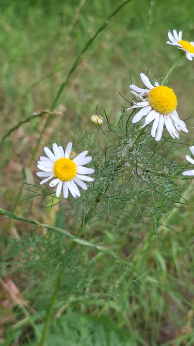 A close-up, vertical shot captures several daisies in bloom amidst a backdrop of green foliage. The daisies, with their white petals and yellow centers, are the focal point. One daisy in the foreground is slightly out of focus, while another in the lower left is sharp and clear. A third daisy is visible in the upper right corner, also out of focus. The background is a blur of green, suggesting an outdoor environment, possibly a park or garden. The image does not depict any people or specific landmarks that would indicate a precise location within Smolevichi, Belarus.