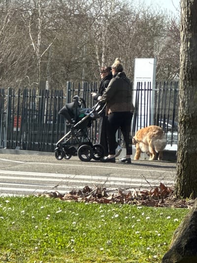An outdoor scene in Oberhausbergen, France, depicts two adult females walking right-to-left on an asphalt surface. The woman on the left wears dark clothing and sunglasses, holding a dark object in her right hand. The woman on the right, with light hair in a bun, wears a dark puffer jacket with a leopard print pattern and dark trousers; she is pushing a dark-colored stroller containing a car seat. A large, light brown dog is positioned behind the second woman, facing away from the viewer, appearing to urinate or defecate near the edge of the asphalt. In the foreground, a grassy area features small white flowers and scattered dry leaves. A tree trunk is partially visible on the far right. The background consists of a dark metal fence, behind which are numerous bare-branched trees and a white rectangular sign displaying faint text, including "RESTAURANT GASTRONOMIQUE." The scene is brightly lit by natural sunlight.