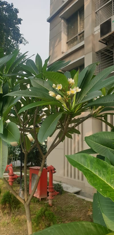 In Chor Sahapur, Bangladesh, an outdoor scene features a blooming Plumeria tree in the foreground, its delicate white and yellow flowers and large green leaves prominent. Behind the tree, a multi-story building with a textured, beige facade is visible, featuring several windows, some with vertical blinds. To the left of the building and slightly behind the tree, a red fire alarm box and two red fire hydrants are present. The ground is covered in grass and some scattered debris. The sky above is overcast.