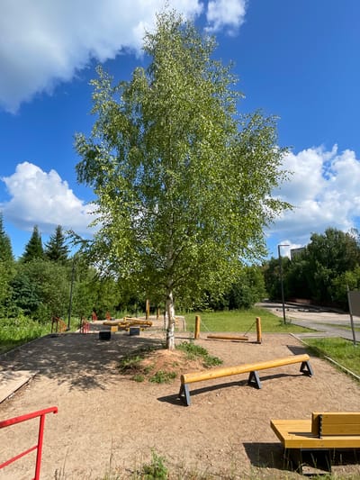 An outdoor fitness park in Kirovo-Chepetsk, Russia, features various wooden exercise equipment set on a sand-covered ground. A large birch tree with light green foliage stands in the center of the frame, casting shadows on the sand. The park is surrounded by lush green trees and a bright blue sky with scattered white clouds. In the foreground, a red railing is visible. Exercise equipment includes balance beams, a wooden bench, and other rustic structures designed for physical activity. The scene depicts a well-maintained recreational area in a natural setting.