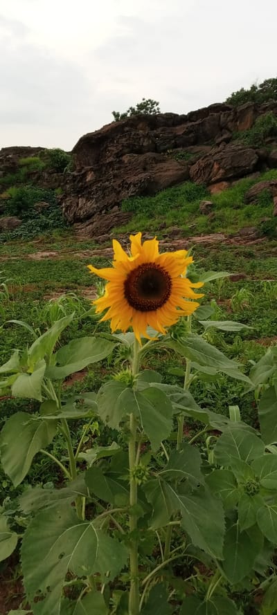 The scene, set in Girei, Nigeria, displays a prominent, fully bloomed sunflower positioned centrally in the foreground. The sunflower exhibits vibrant yellow ray florets surrounding a dark brown, circular disc floret head. Its thick green stem supports several large, ovate green leaves, some showing evidence of insect consumption through irregular holes. Multiple smaller, unbloomed sunflower buds are visible on the lower stem. The immediate ground consists of dense green vegetation, likely a mix of cultivated plants and wild growth, with interspersed patches of reddish-brown soil. In the distant background, a rocky incline features dark brown, stratified rock formations partially covered by sparse green foliage. The sky above is uniformly light grey, indicating overcast conditions. No people or animals are present.
